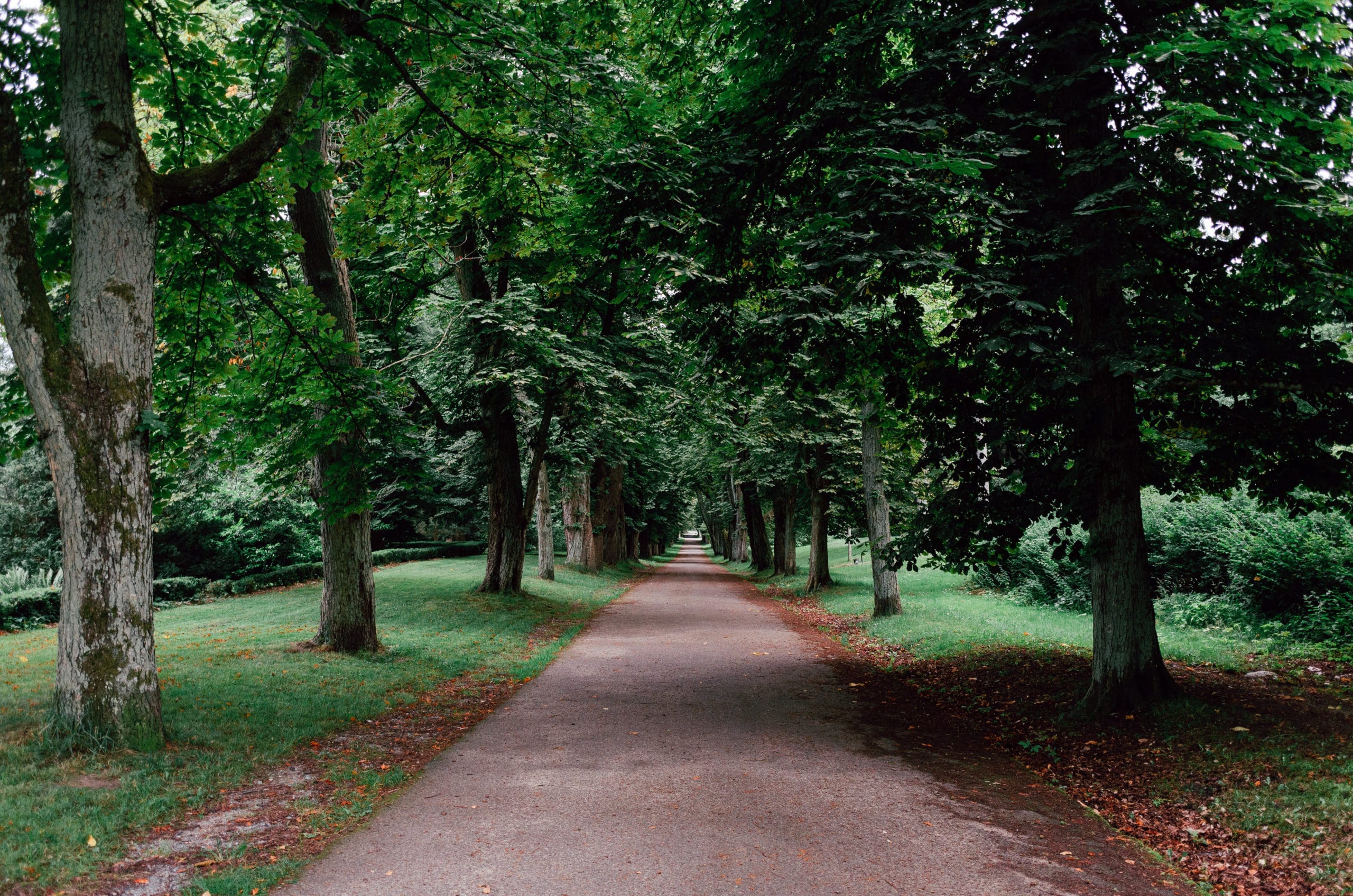 Canva - Pathway at the park path towards recovery